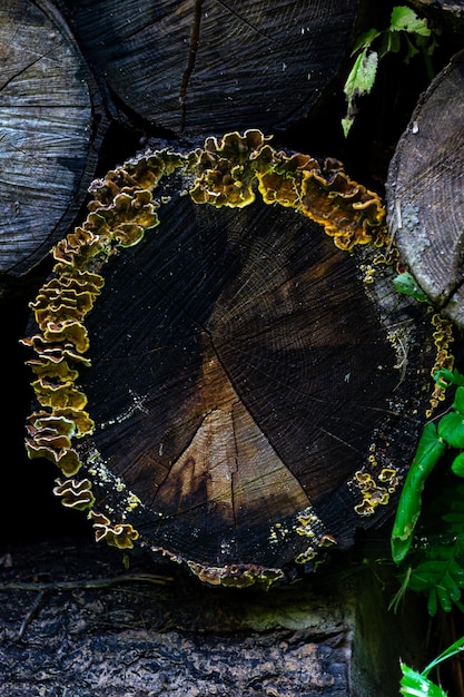 Baumflechten auf einem Baum, der nach Regen in einem alpinen Wald geschnitten wurde