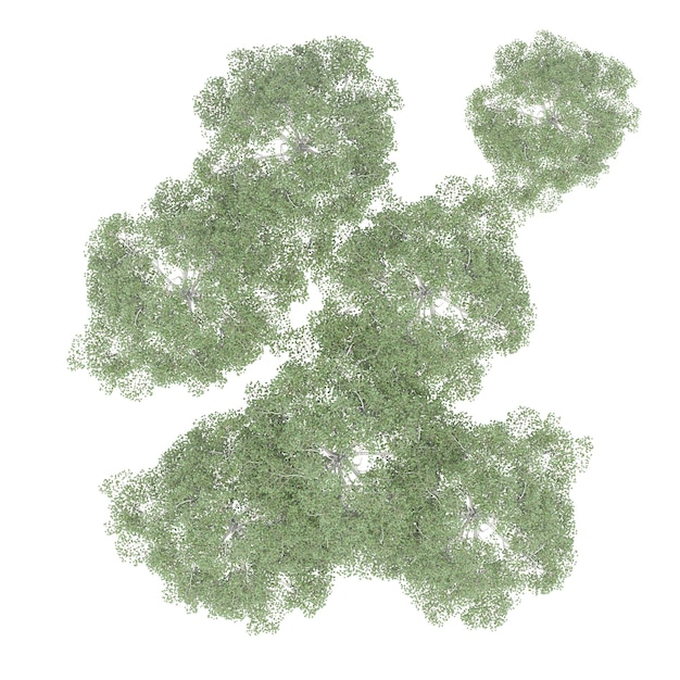 Baumgruppe, Draufsicht, isoliert auf weißem Hintergrund, 3D-Darstellung, cg-Rendering