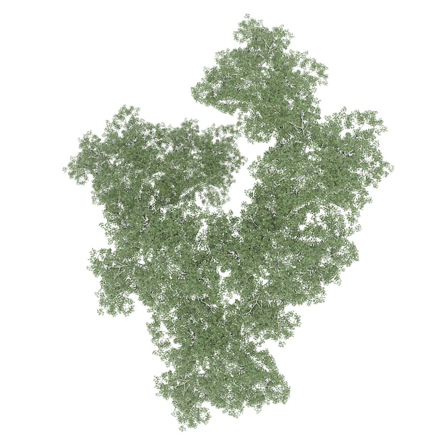 Baumgruppe, Draufsicht, isoliert auf weißem Hintergrund, 3D-Darstellung, cg-Rendering
