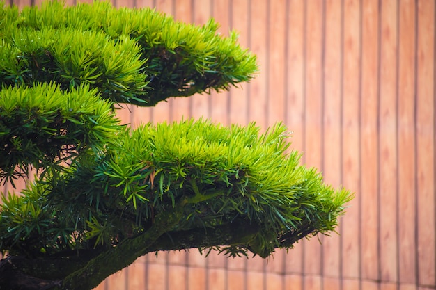 Baumholz der japanischen Art für Hintergrund.