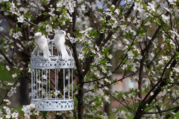 Baumkirschblüten im Garten im Frühjahr und zwei Vögel auf einem Käfig an einem Baum