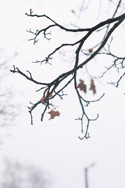 Baumkrone ohne Blätter kahle Äste Spätherbst oder Winter nackter Zweig des Herbstbaums gegen die ...