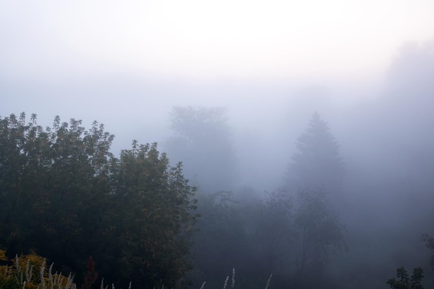 Baumkronen im Nebel im Morgengrauen