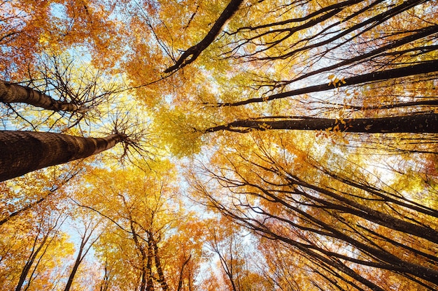 Baumkronen in voller Herbstfarbe