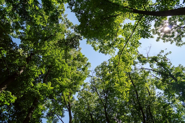 Baumkronen voller grüner Blätter im Wald