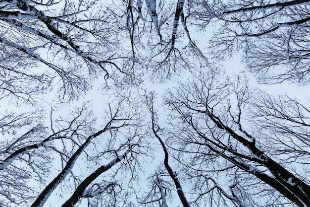 Baumkronen von unten. Winterbäume im Park.