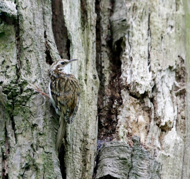 Baumläufer bauen ein Nest