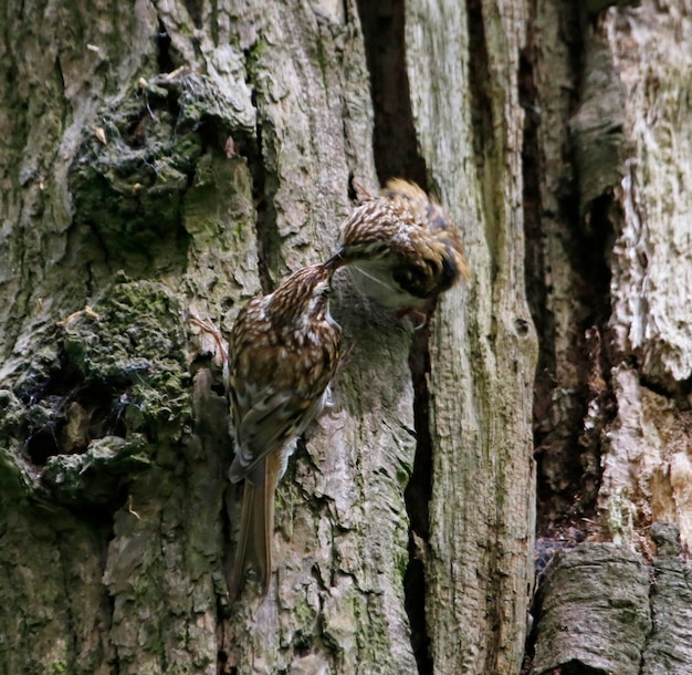 Baumläufer bauen ein Nest