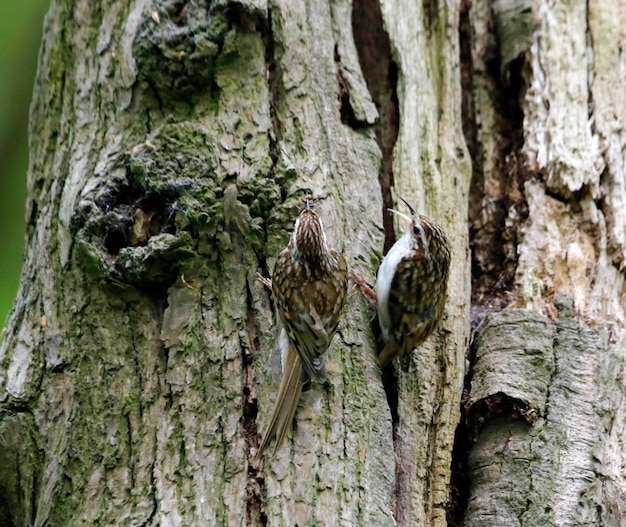 Baumläufer bauen ein Nest