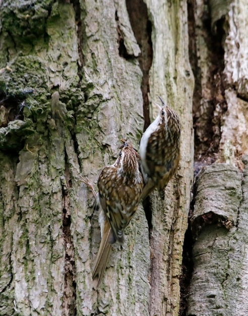 Baumläufer bauen ein Nest