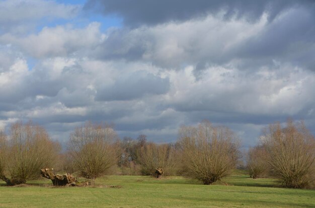 Foto baumlandschaft