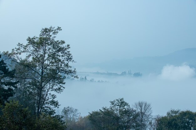 Baumnebel