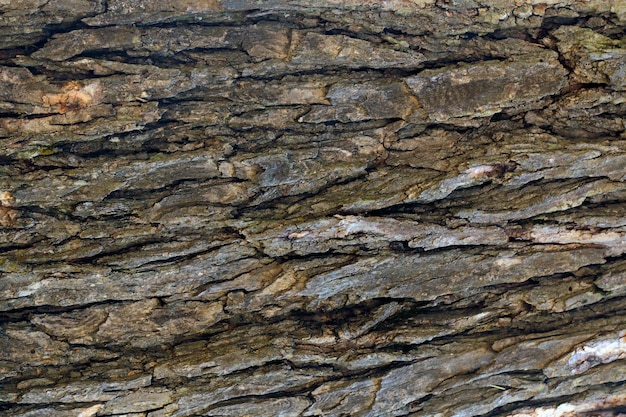 Baumoberfläche Holz Hintergrund Nahaufnahme