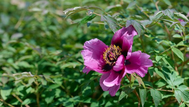 Foto baumpeonie-busch mit grünen blättern und rosa blüten im park