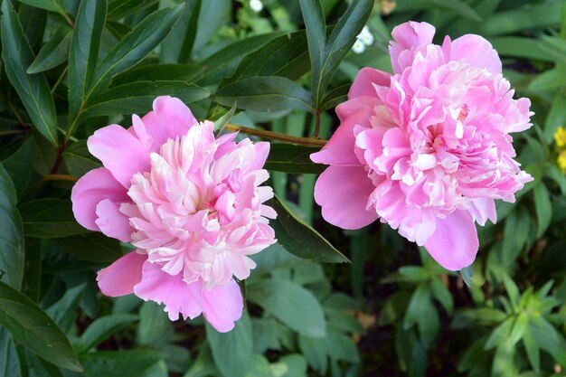 Baumpeonienblüten auf grünem Grashintergrund