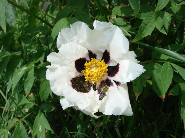 Baumpfingstrose Paeonia suffruticosa im Park Kopf einer blassrosa Pfingstrose Paeonia suffruticosa