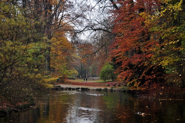 Baumpflanze und Anas platyrhynchos-Ente oder Stockentenfamilie schwimmen im kleinen Kanalwasser, das im öffentlichen Park des Leopoldpark-Gartens im Herbstsaisonal in der Stadt München in Bayern Deutschland fließt