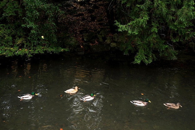 Baumpflanze und Anas platyrhynchos-Ente oder Stockentenfamilie schwimmen im kleinen Kanalwasser, das im öffentlichen Park des Leopoldpark-Gartens im Herbstsaisonal in der Stadt München in Bayern Deutschland fließt