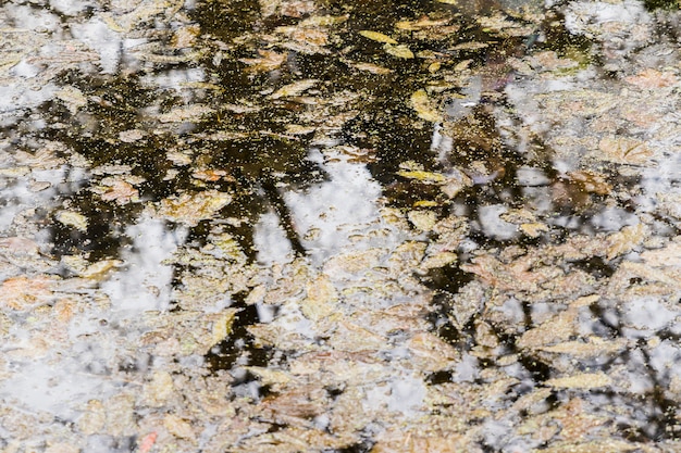 Baumreflexion auf Wasser mit Herbstlaub