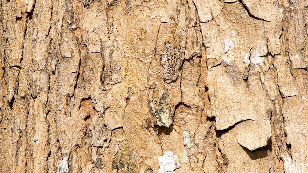 Baumrinde einer Waldpflanze Natürlicher Hintergrund und Tapete