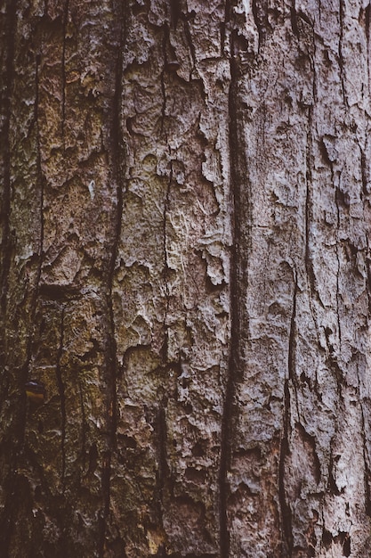 Baumrinde im Waldnaturhintergrund