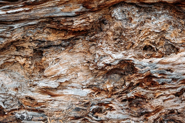 Baumrinde Muster Textur Hintergrund Nahaufnahme der Rinde innerer Baumstumpf alter Baumrindenstamm