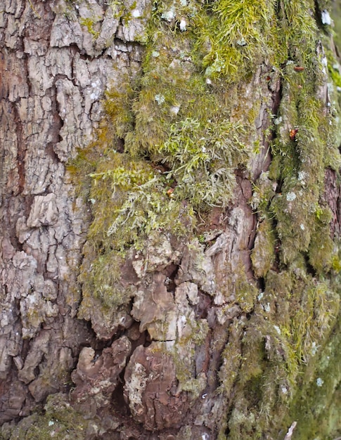 Baumrinde Textur im Wald hautnah