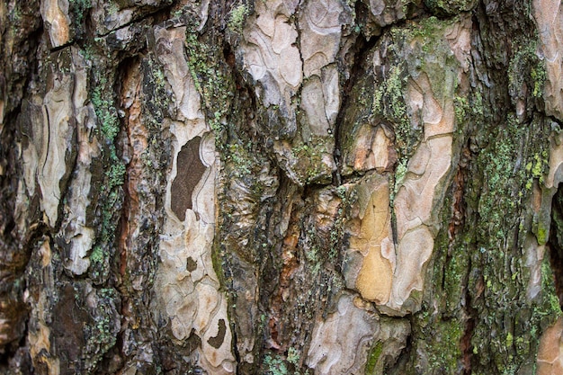 Baumrinde Textur Natur Wald Wald Hintergrund Laubbäume Nadelbäume