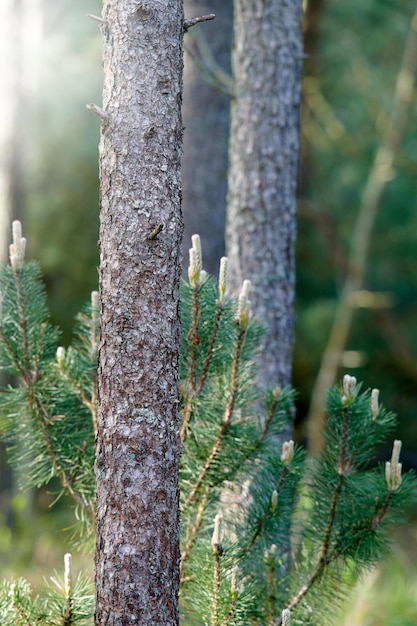 Baumrinde Textur und üppige grüne Peelings wachsen an einem abgelegenen Ort in der Natur Closeup Stamm einer Kiefer wächst im Wald an einem Sommertag in Dänemark Friedliche Naturlandschaft in freier Wildbahn