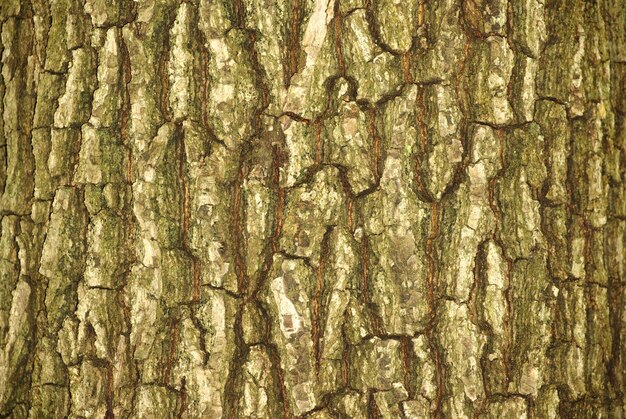 Baumrinde Textur von einem alten Baum