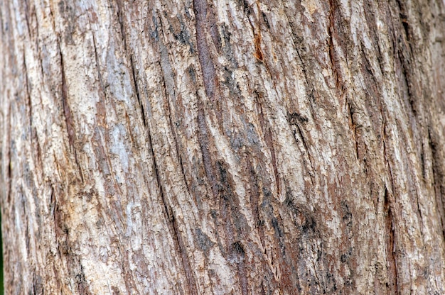 Baumrinde von Lebensbaum (Thuja spp.) Pflanze. Natürlicher Hintergrund.