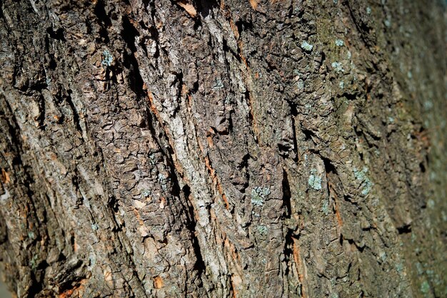 Baumrindenstamm im Detailhintergrund