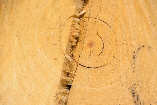 Baumring-Blockholz. Natürliche organische Textur mit rissiger und rauer Oberfläche. Nahaufnahme Makroansicht des Endes geschnittenen Holzbaumabschnitts mit Rissen. Holzoberfläche mit Jahresringen.