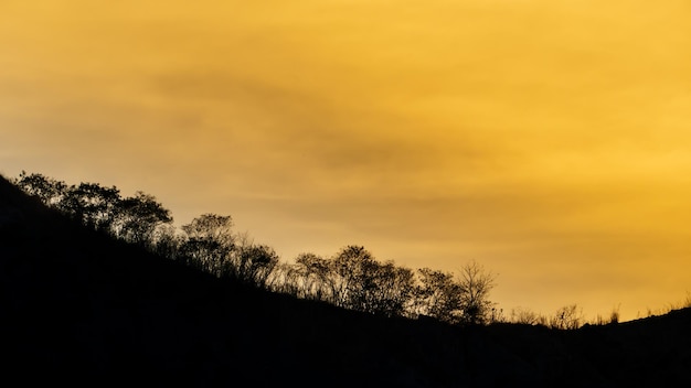 Baumschattenbild auf Himmelhintergründen nach Sonnenuntergang