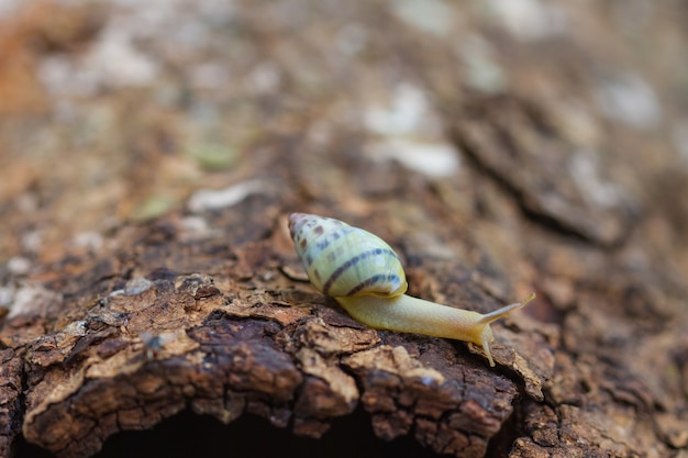 Baumschnecke auf dem Stamm