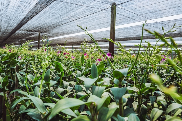 Baumschule Orchideenfarm. Die Blumen werden blühen.