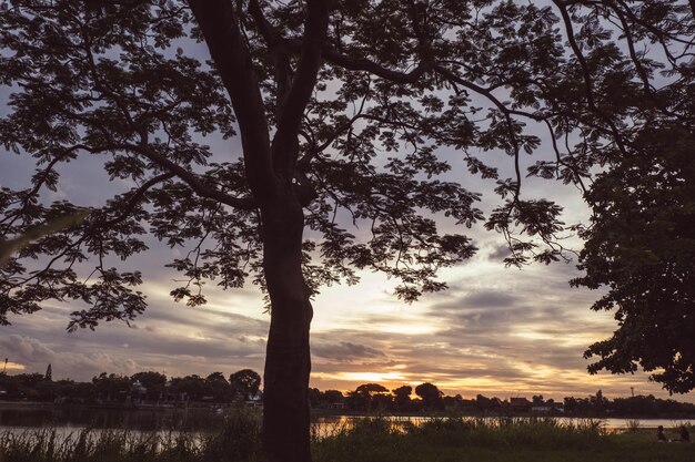 Baumsilhouette bei Sonnenuntergang am nächsten Flusssee schöne Naturlandschaft