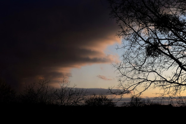 Baumsilhouette bei Sonnenuntergang