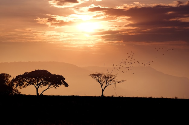 Baumsilhouette mit orangefarbenem Sonnenuntergangshimmel