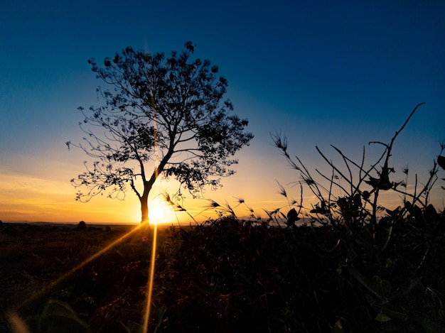 Baumsilhouette mit Sonnenaufgang am Morgen