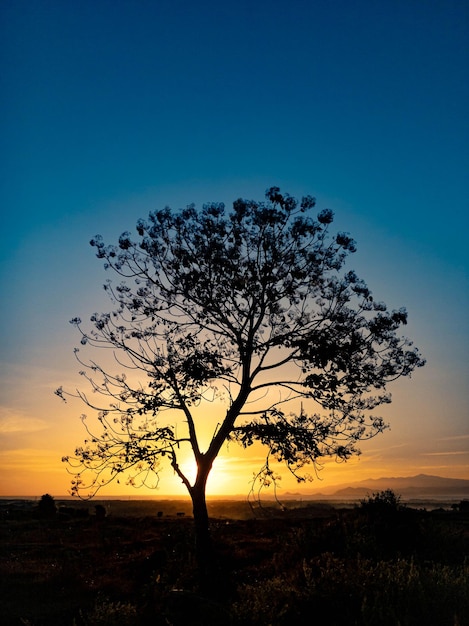 Baumsilhouette mit Sonnenaufgang am Morgen