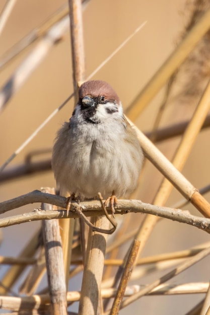 Foto baumsperling auf ast (passer montanus) nahaufnahme