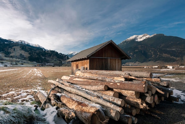 Baumstämme auf dem Feld gegen den Himmel im Winter