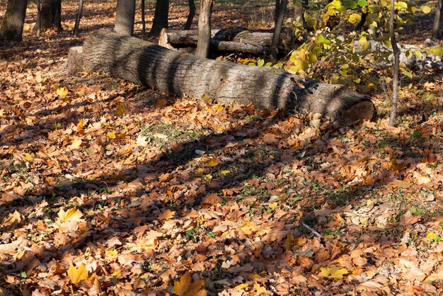 Baumstämme, die in der Herbstsaison im Wald liegen