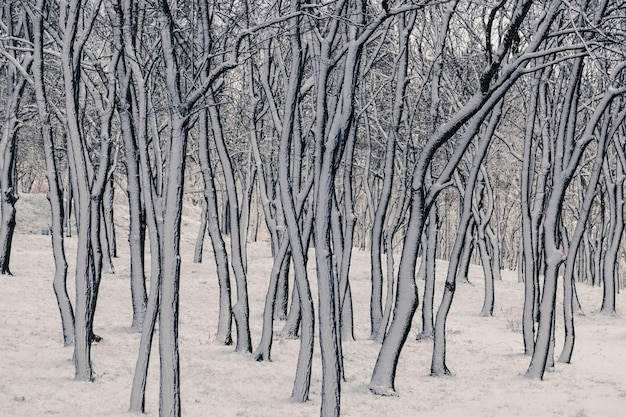 Foto baumstämme im weißen schnee