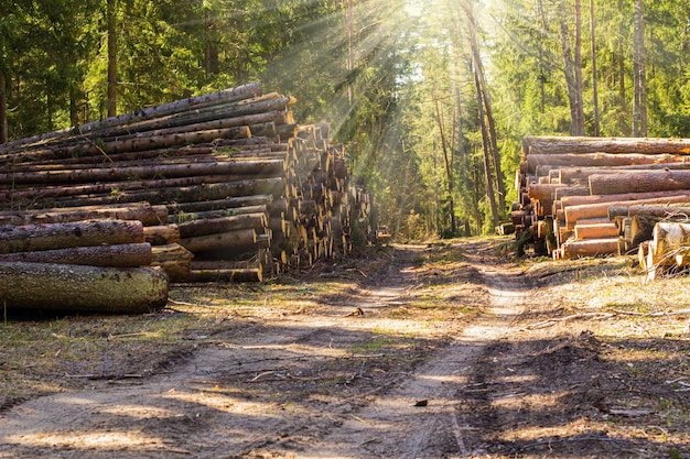 Baumstämme stapeln die Protokollierung Holz Wald Holzindustrie Holzstämme Holzernte im Wald