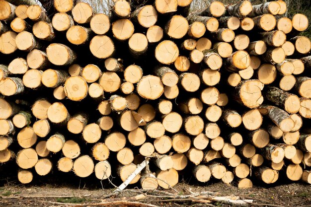 Baumstämme stapeln die schweren Holzstämme der Holzindustrie für den Holzeinschlag