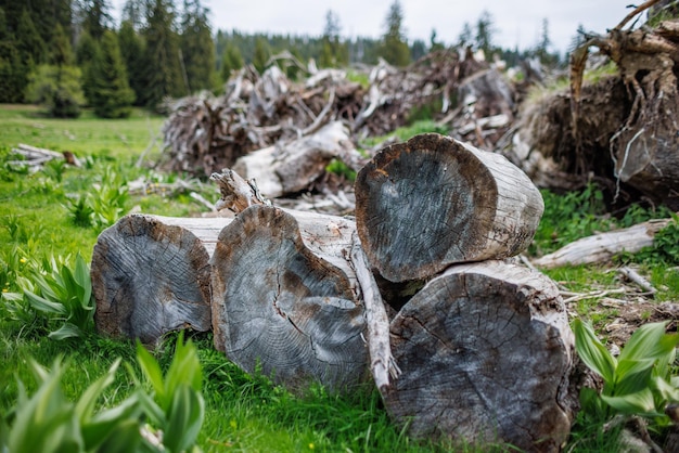 Baumstämme und Äste liegen auf Gras im Wald