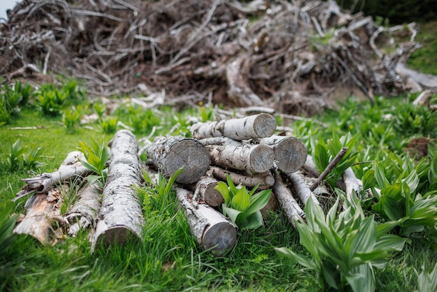 Baumstämme und Äste liegen auf Gras im Wald