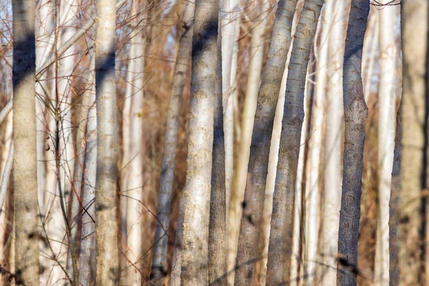 Baumstämme Wald, natürlicher strukturierter Hintergrund